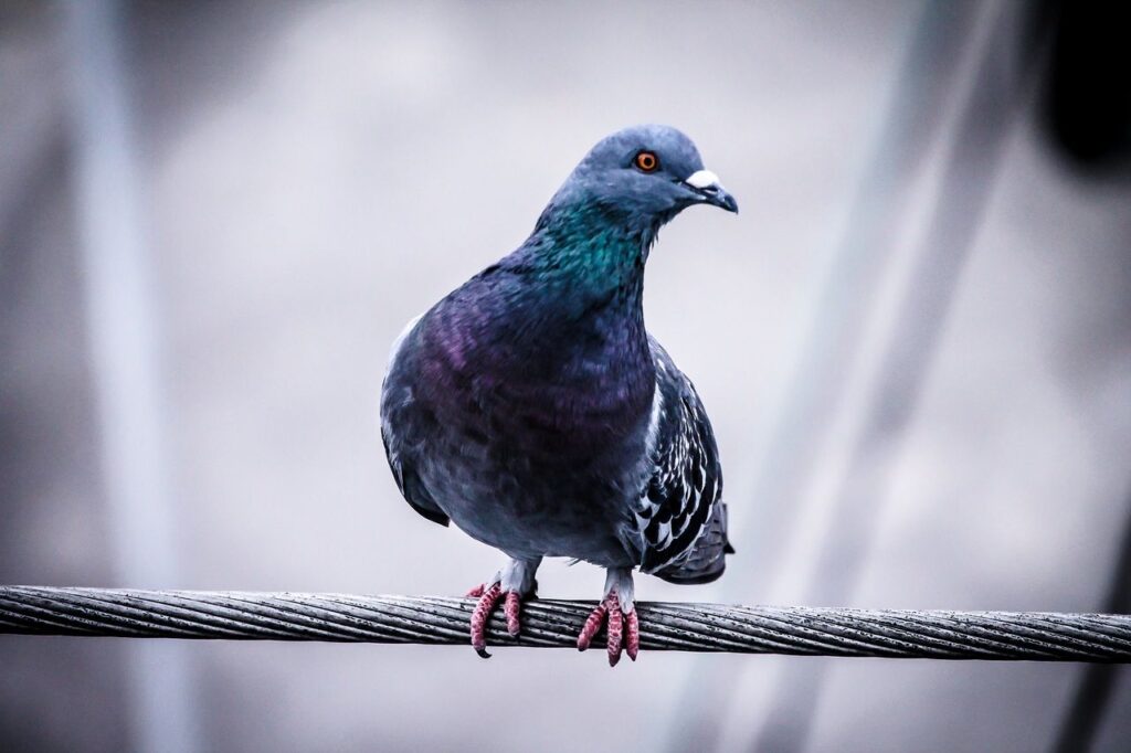 Der Schutz des städtischen Erscheinungsbildes und der Umgang mit der lokalen Fauna