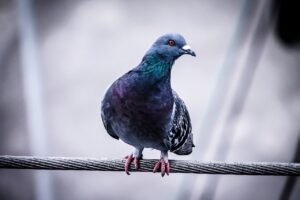 Der Schutz des städtischen Erscheinungsbildes und der Umgang mit der lokalen Fauna Der Schutz des städtischen Erscheinungsbildes und der Umgang mit der lokalen Fauna