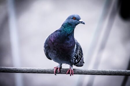 Der Schutz des städtischen Erscheinungsbildes und der Umgang mit der lokalen Fauna